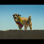 Ohh My Dog 2026