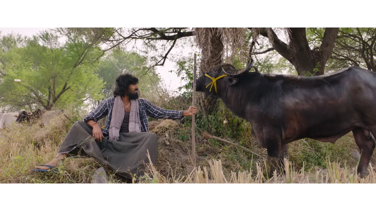 Maremma Box Office Collection